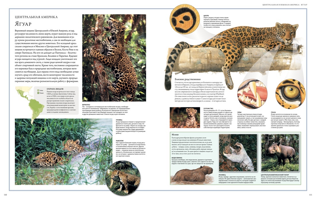 Животный мир. Иллюстрированный атлас | Animal World: Illustrated Atlas - Ozon image 5