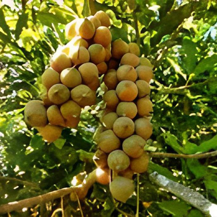 Macadamia ternifolia. Македонский орех. Орехи макадамия где произрастает. Макадамия орех растение. Орех макадамия австралия.
