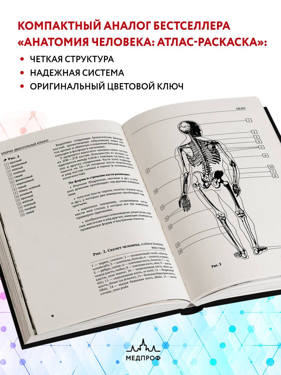 Анатомия человека. Компактный атлас-раскраска | Coloring Book - Ozon image 1