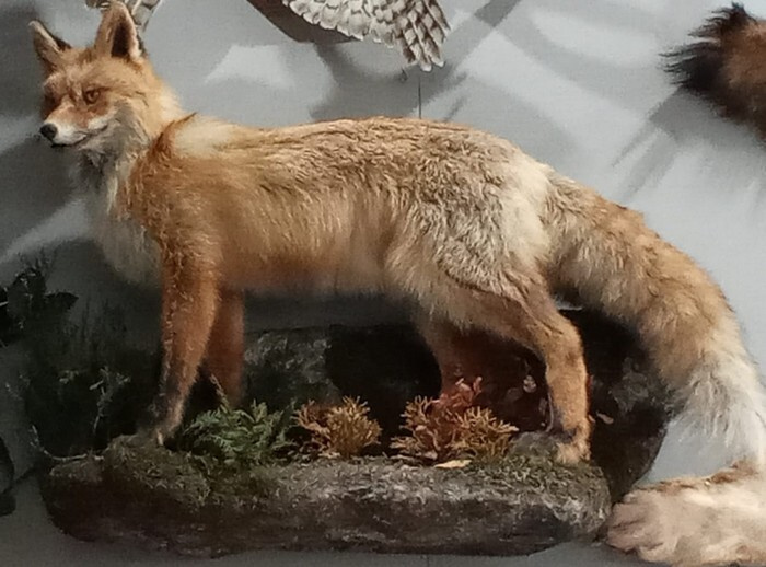 Насколько большими бывают лисы?