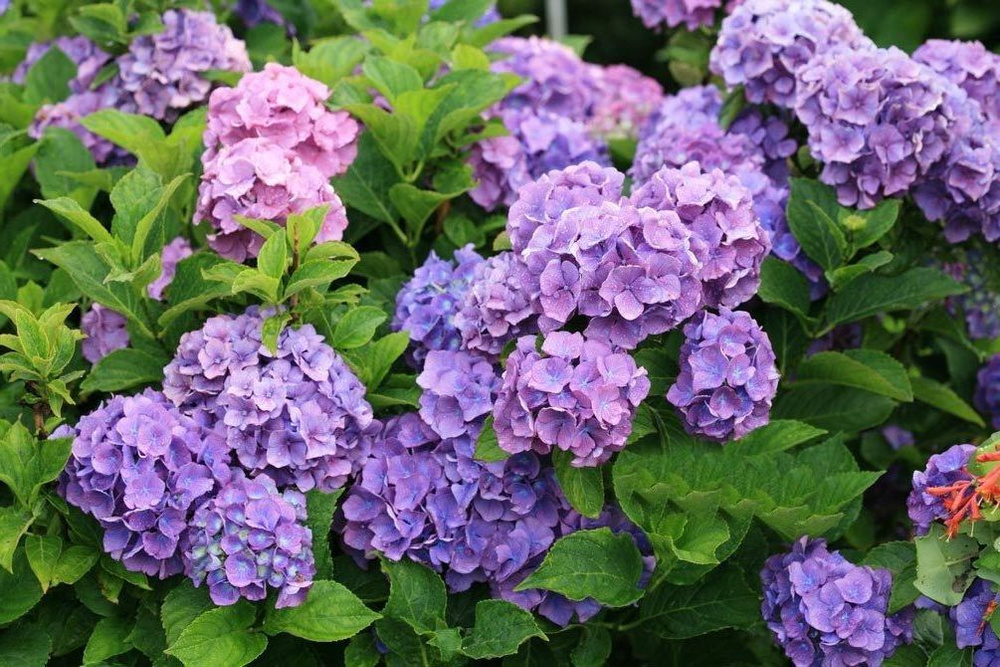 Гортензия крупнолистовая Бенелюкс - купить с доставкой по выгодным ...