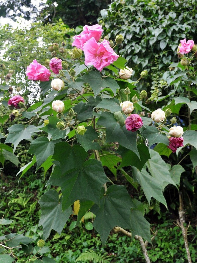 Семена Гибискус изменчивый (Hibiscus mutabilis), 10 штук #1