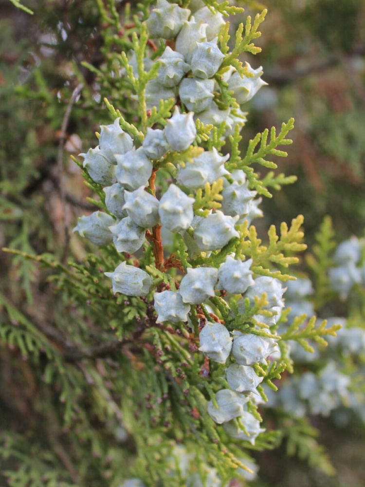 Семена Туя Восточная (Thuja orientalis), 60 штук #1