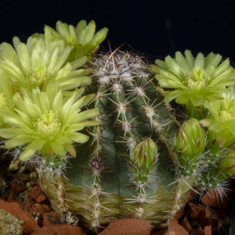 Суккулент Кактус Echinocereus viridiflorus v. robustior HK-1007 семена (10 ШТ) #1