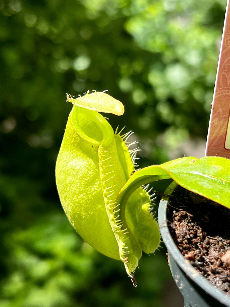 Непентес Ампулярия Зеленая D9 см (лат. Nepenthes Ampullarid green) #1