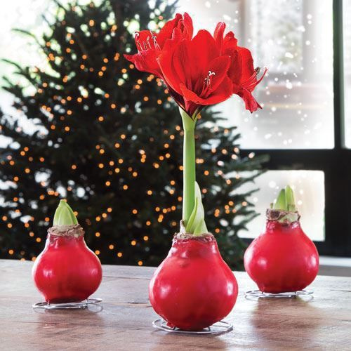Цветок живой луковичный комнатный Happy Bulb Амариллис луковица в ...