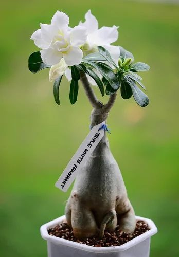 Адениум, Декоративные разные Дом Семян Адениум Тучный Белоснежка, Роза ...