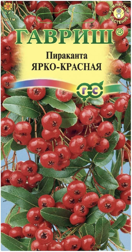 Пираканта Ярко-красная, 2 пакета, семена 5шт, Гавриш, вечнозеленый, бонсай  #1