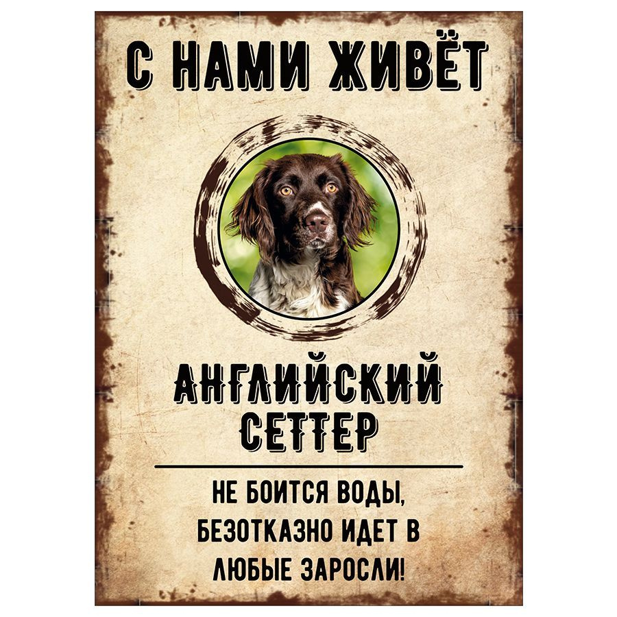 Табличка, декоративная, DANGER DOG, С нами живет Английский сеттер, 18см х 25см  #1