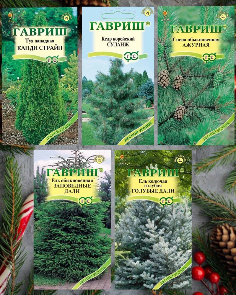 Сосна, Кедр Набор хвойных деревьев - купить по выгодным ценам в ...