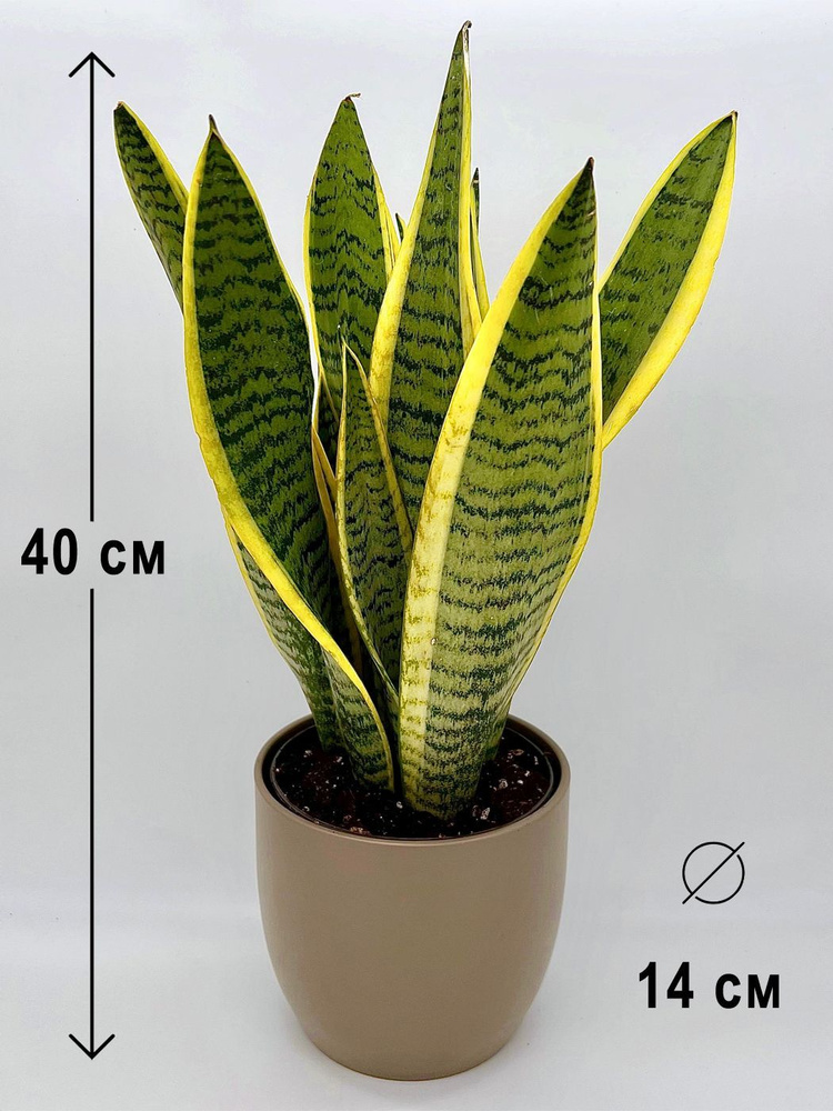 Сансевиерия Лауренти в пластиковом серо-коричневом кашпо, высота композиции 35-45 см  #1