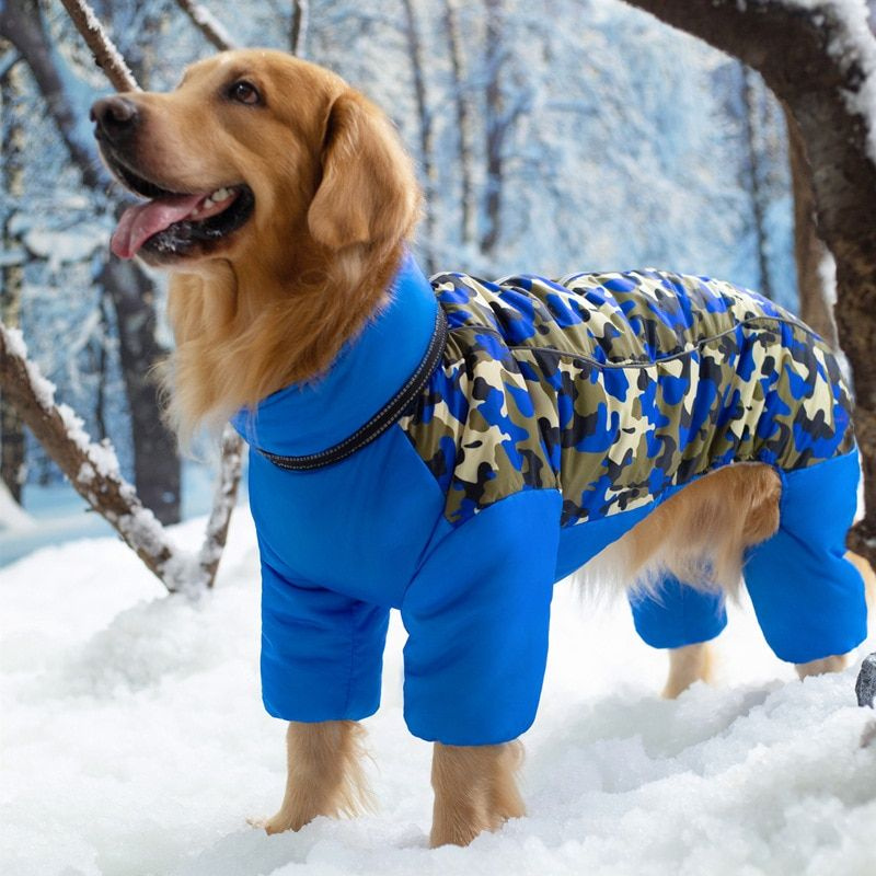 Виды одежды для собак крупных и маленьких пород: защитная, декоративная, по сезонам
