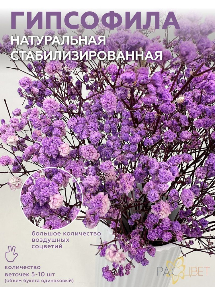 Сухоцветы Гипсофила, 50 см купить на OZON по низкой цене (1945640831)