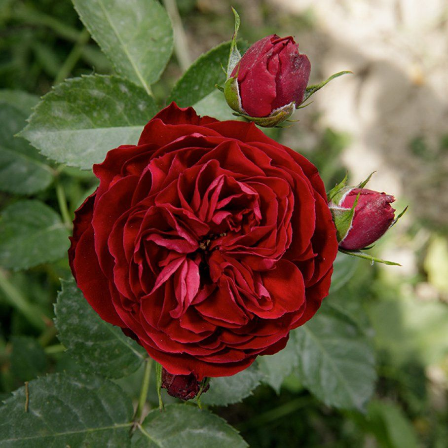 Роза Эротик Рококо - купить с доставкой по выгодным ценам в интернет ...