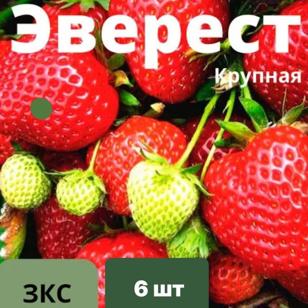 Клубника "Гора Эверест" 6 штук саженцев #1