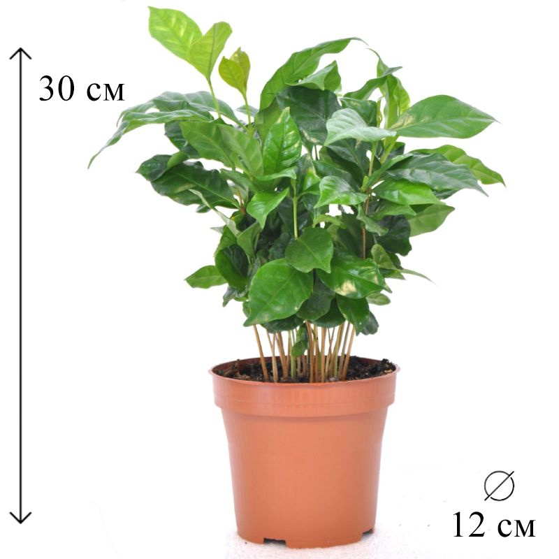 Кофе Арабика D-12 см, 12 дм, 1 шт - купить по выгодной цене в интернет ...