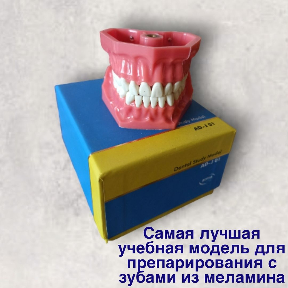 Учебная модель челюсти с 32 зубами на винтах и артикулятором - купить с ...