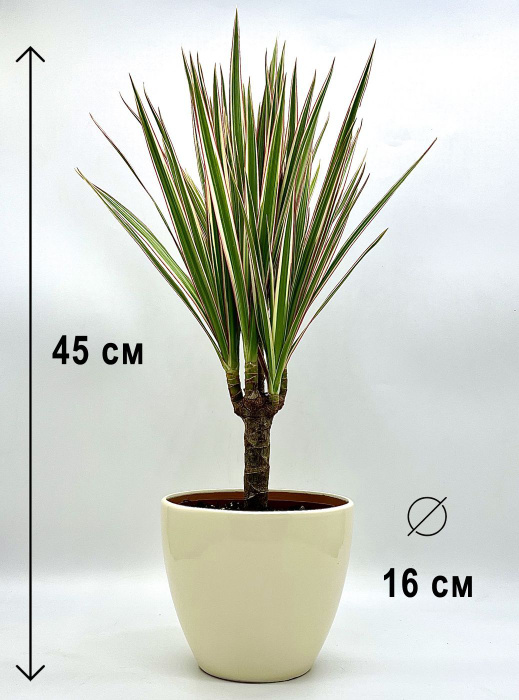 6781166121 6781166121