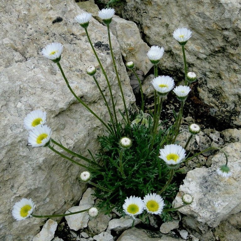 Мелколепестник grandiflorus