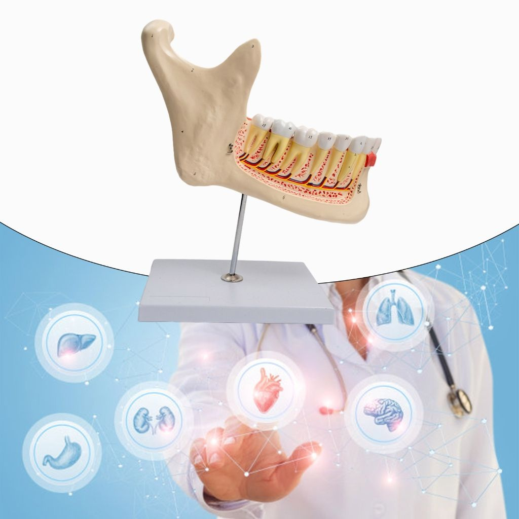 Модель анатомии зубов нижней челюсти человека для изучения заболеваний ...