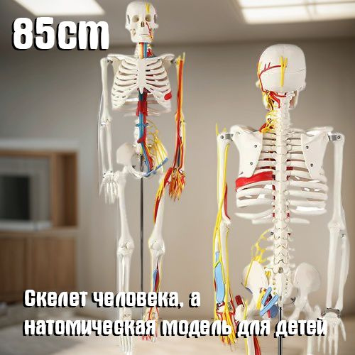 Скелет сзади с названиями костей | Human bones anatomy, Anatomy bones, Human anatomy and physiology