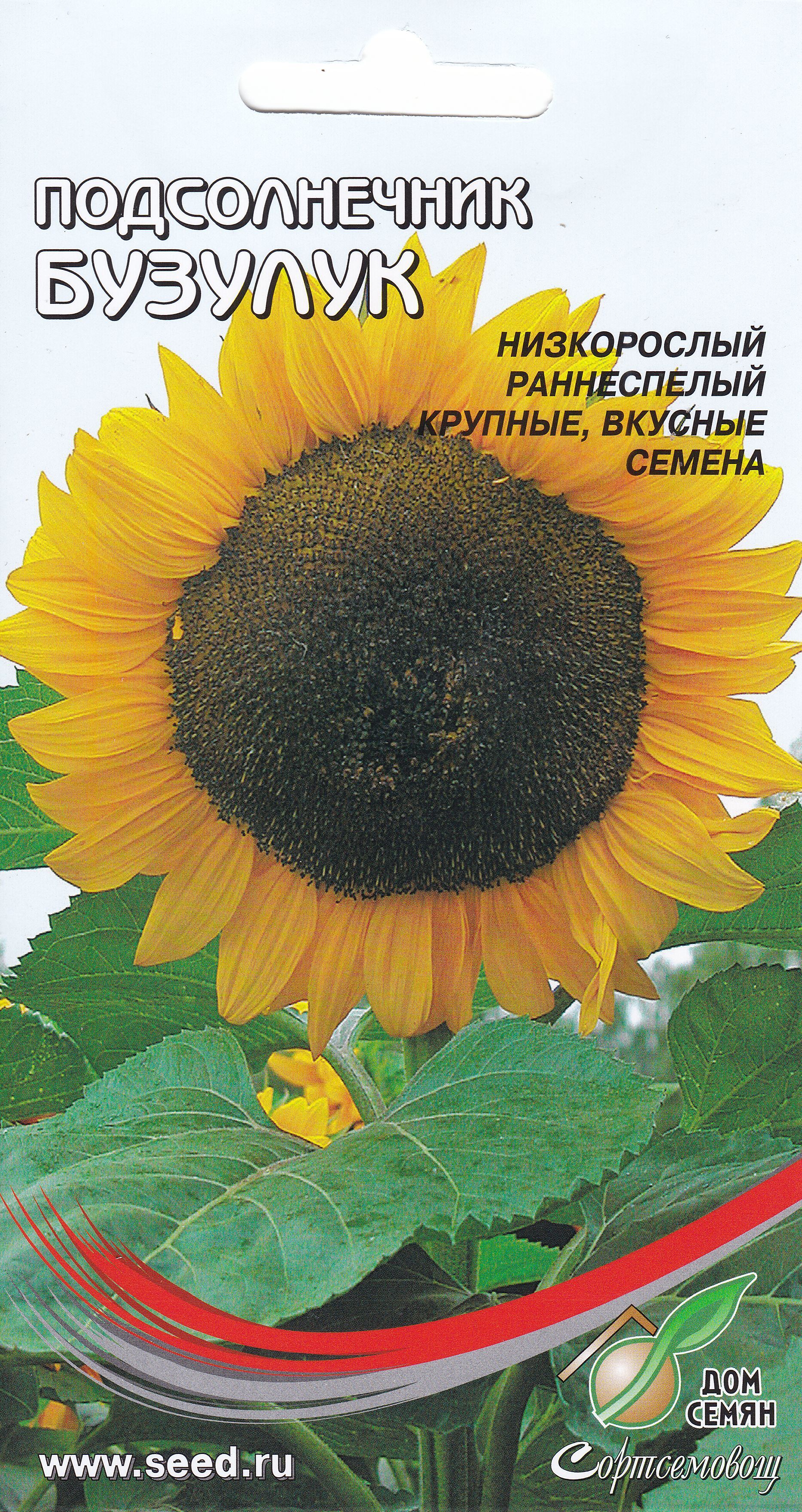 ПодсолнечникБузулук,60семян