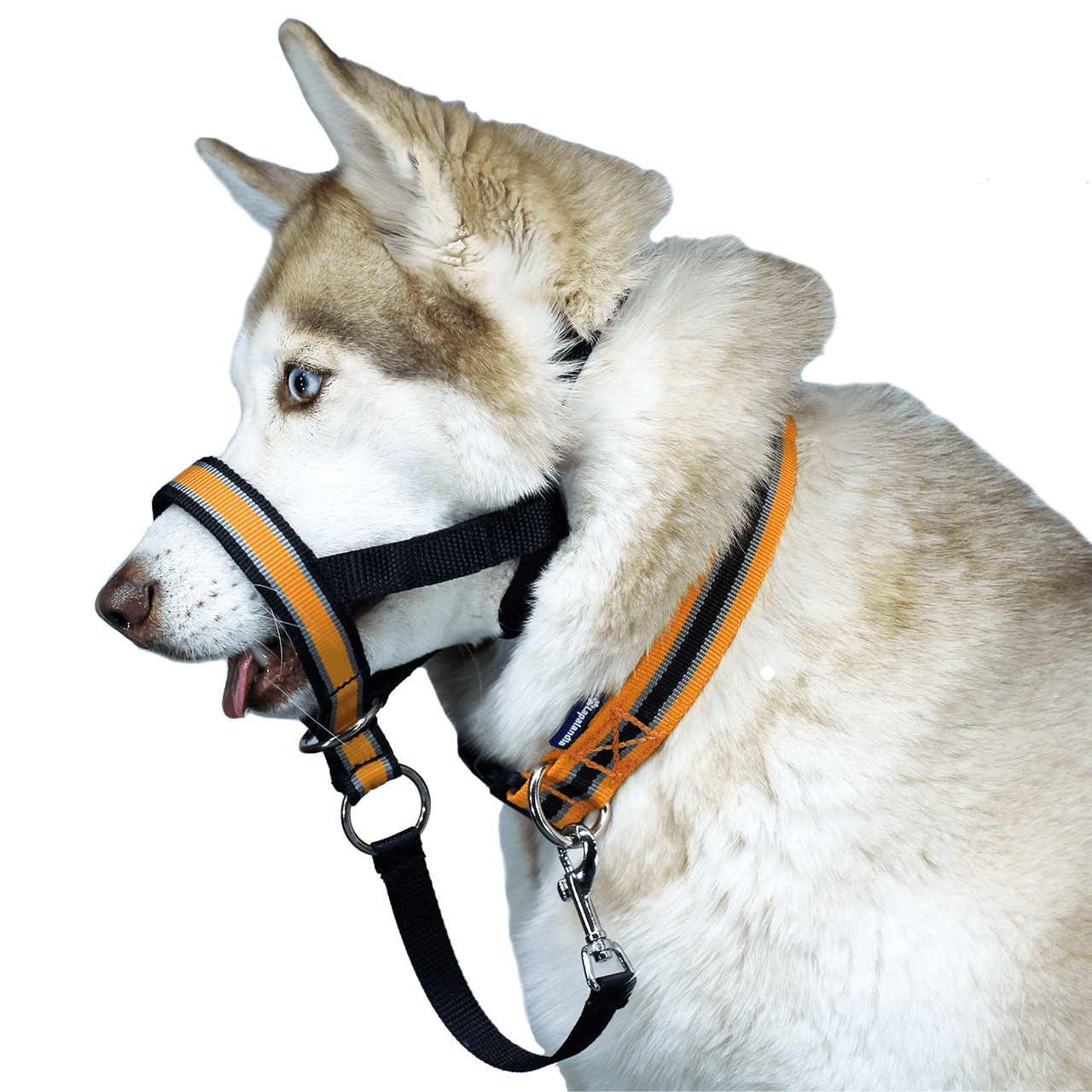 Недоуздок для собак White Wolf (корректор поведения, халти) Спорт