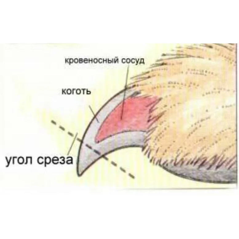 Как выглядит коготь кота
