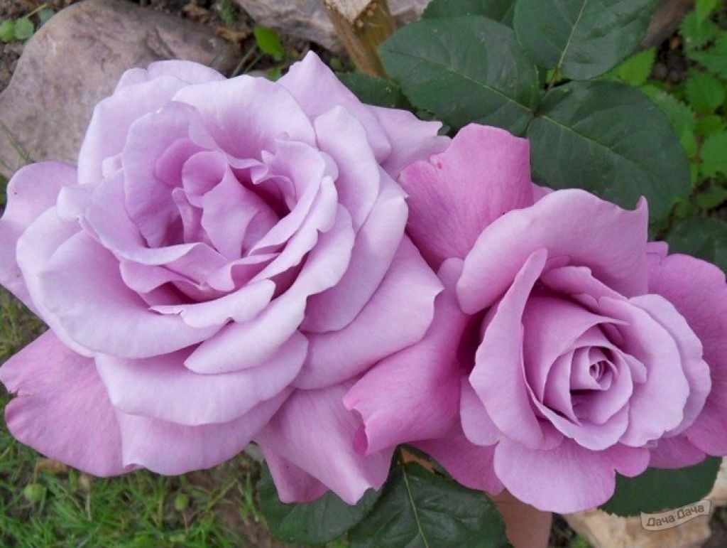 Роза Mainzer Fastnacht чайно-гибридная (саженец ЗКС)Сербия RI