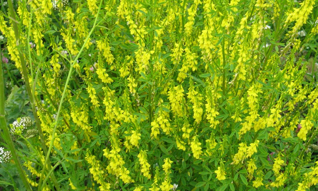 Как наз. растение семейства бобовых с белыми , жёлтыми цветками - 6 букв?