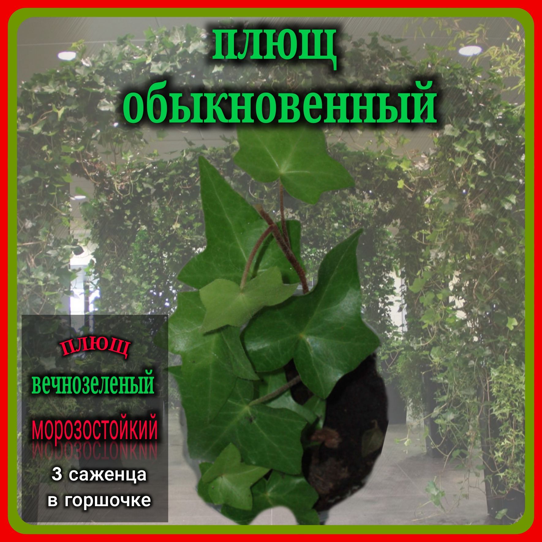 Купить Плющ Садовый Вечнозеленый Морозостойкий