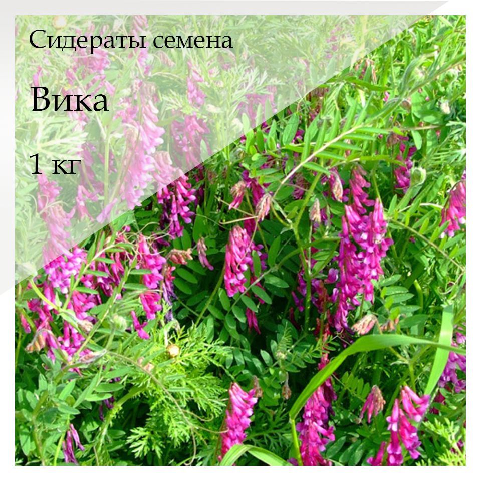 Вероника Земанованың жалаңаш суреттері