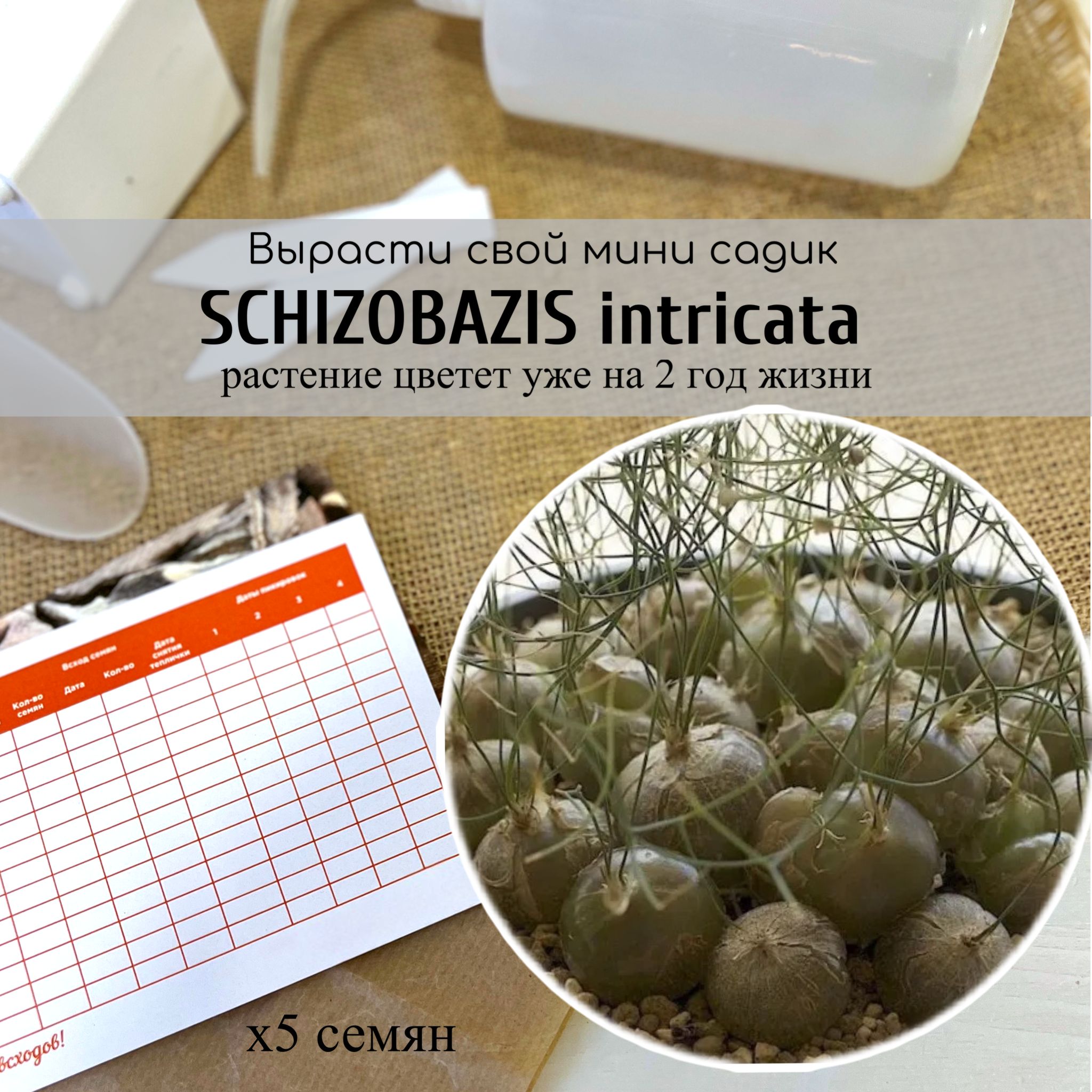 Schizobazisintricata/Схизобазисинтриката,луковичныемноголетникиотБюросемян