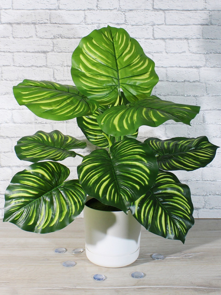 Купить Куст Калатея в кашпо 65см по выгодной цене в интернет-магазине ...