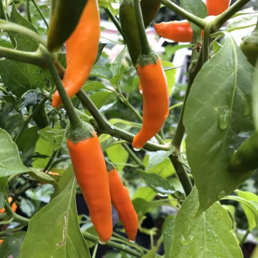 Перец острый Aji amarillo long семена (5 ШТ) #1