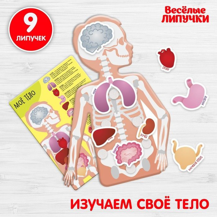 Игра на липучках "Моё тело", анатомия - купить с доставкой по выгодным ...