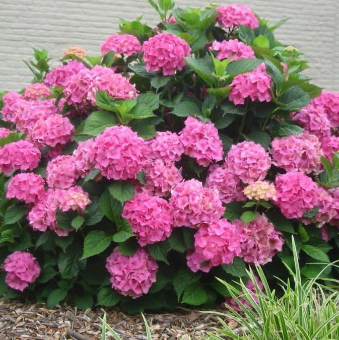 Гортензия крупнолистовая Гамбург - купить с доставкой по выгодным ценам ...