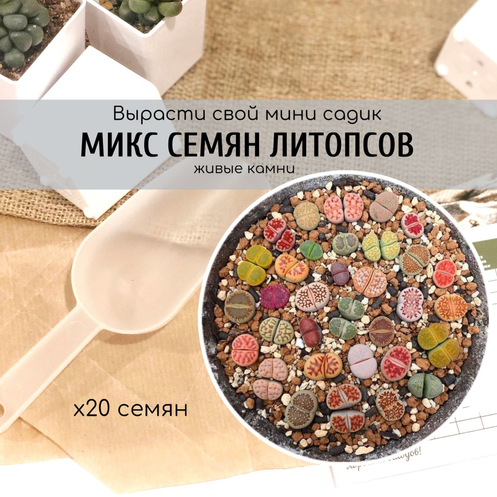 Семена литопса Lithops mix Случайная смесь различных видов и сортов / Серия живые камни от Бюро семян #1