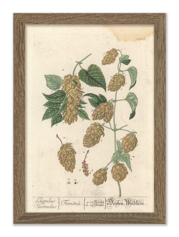 Картина 21x30 в раме"Хмель обыкновенный, или вьющийся" - купить по ...