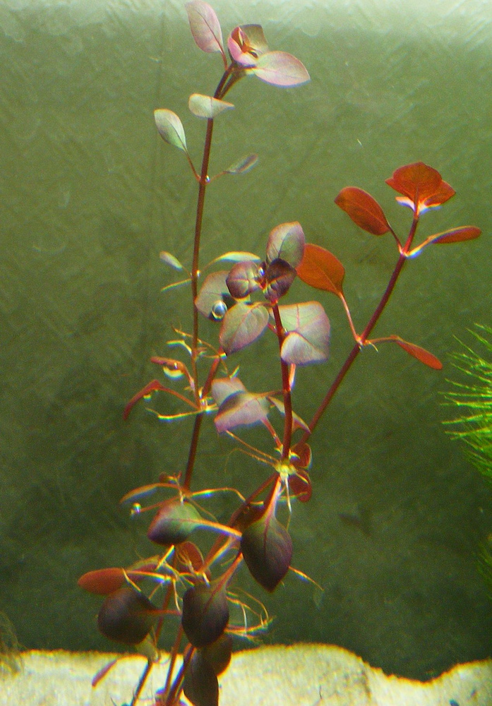 Людвигия мини супер ред (Ludwigia "Mini Super Red"). Живое аквариумное ...