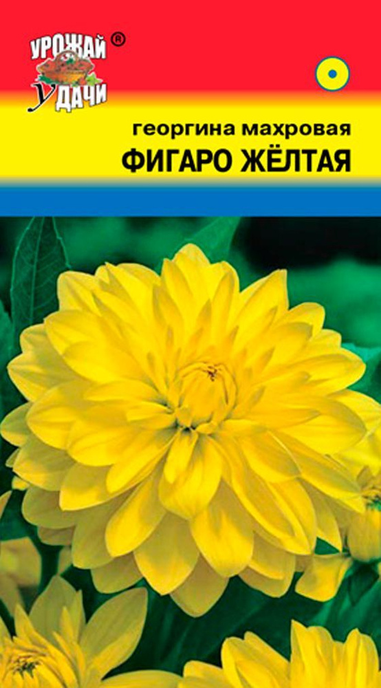 Семена Георгина низкорослая ФИГАРО ЖЁЛТАЯ (Семена УРОЖАЙ УДАЧИ, 0,05г в упаковке)  #1