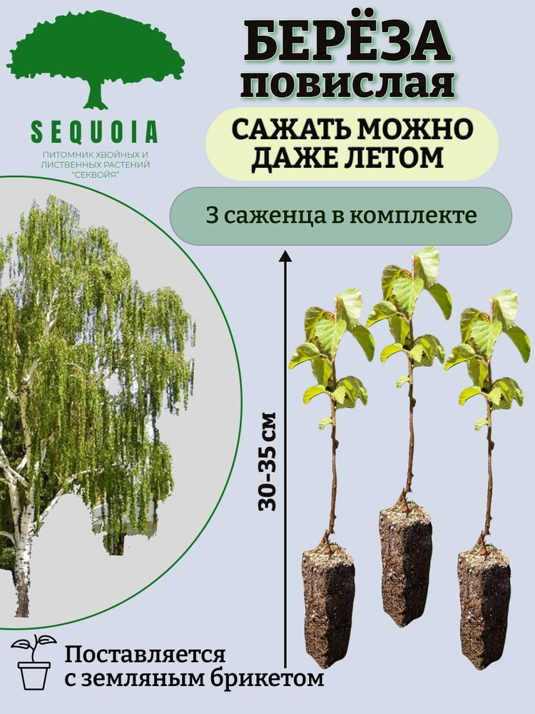 Семена ,3шт #1