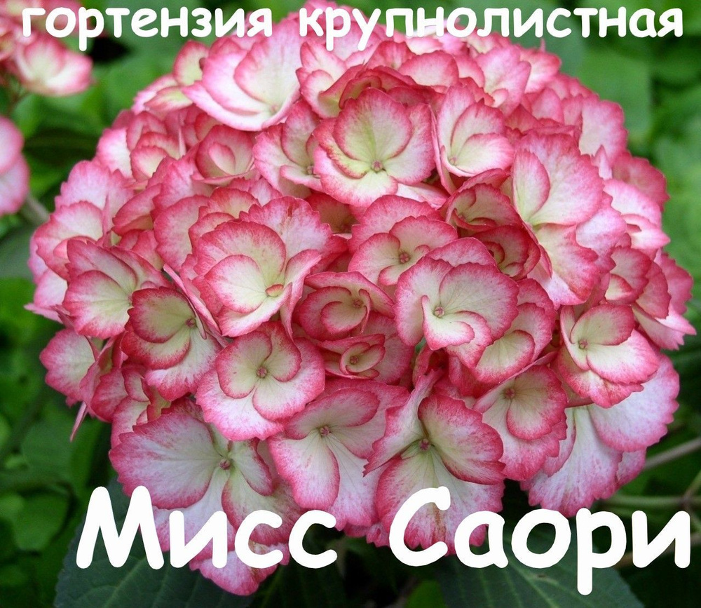 Мисс Саори гортензия крупнолистная - купить с доставкой по выгодным ...