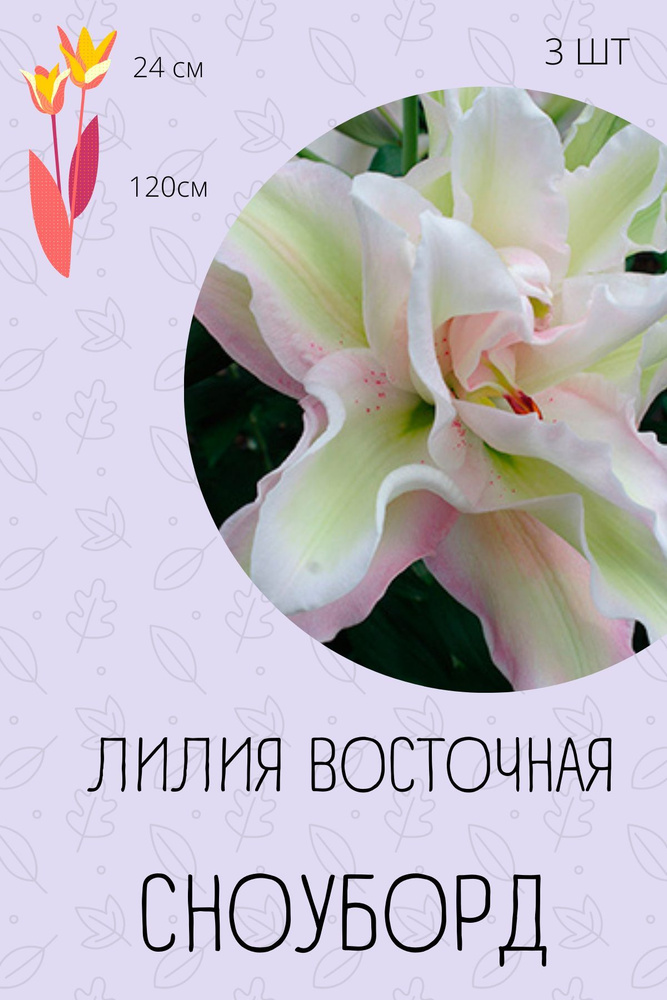 Луковицы купить по выгодной цене в интернет-магазине OZON (1100070335)