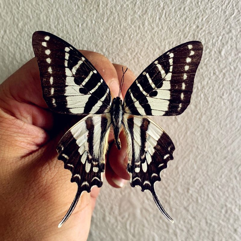 Настоящий образец бабочки в прозрачном боксе,05 - купить с доставкой по ...