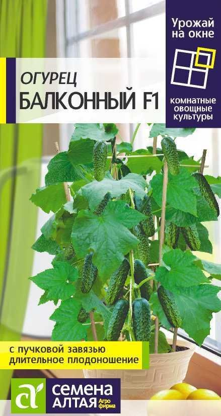 Огурец Балконный, 5 шт (Семена Алтая) для выращивания в домашних условиях! #1