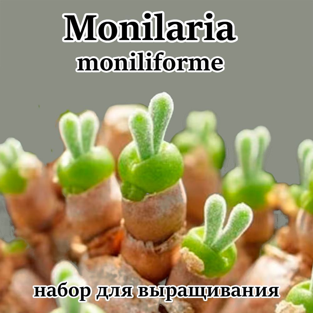 Monilaria moniliforme (суккулент) набор для выращивания (семена, грунт, горшочек, инструкция по посеву). #1