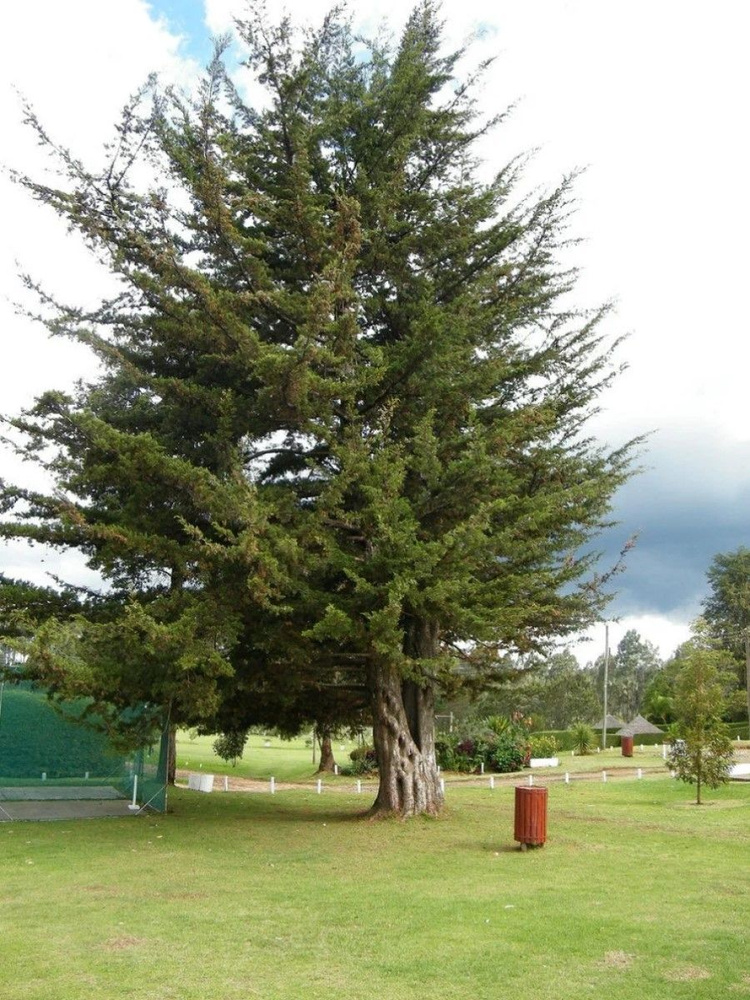 Семена Кипарис мексиканский (Cupressus lusitanica), 30 штук #1