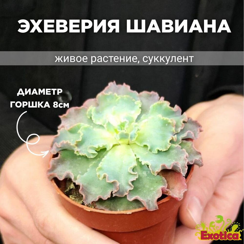 Эхеверия Шавиана Голубые Кудри (Echeveria Shaviana Blue Curls) D8,5см #1