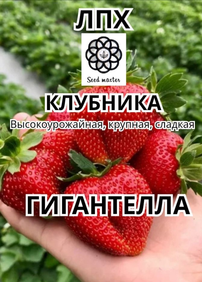 Семена ,50шт #1